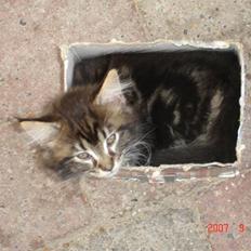 Maine Coon Machrissa