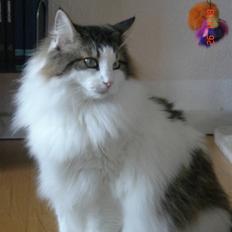 Norsk Skovkat Magnus