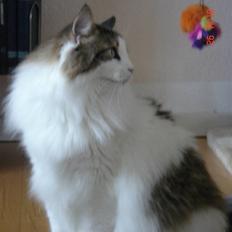 Norsk Skovkat Magnus