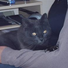 Blanding af racer fluffy *bortgivet* *RIP*