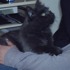 Blanding af racer fluffy *bortgivet* *RIP*