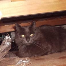 Blanding af racer fluffy *bortgivet* *RIP*