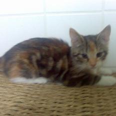 Blanding af racer Nala