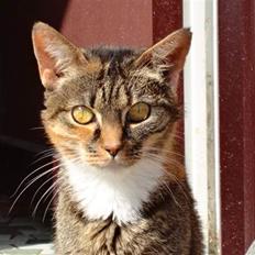 Blanding af racer mogens