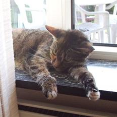 Blanding af racer mogens