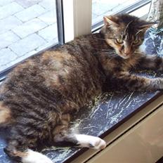 Blanding af racer mogens