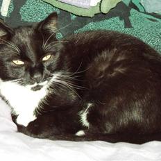 Blanding af racer Rumle