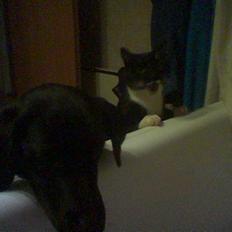 Blanding af racer Rumle