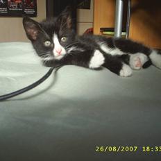 Blanding af racer ariel