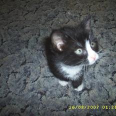 Blanding af racer ariel