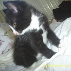 Blanding af racer ariel