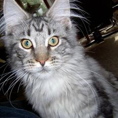 Maine Coon Bacardi