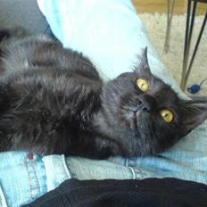 Blanding af racer Mis Lizzy