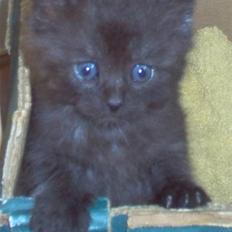 Blanding af racer Mis Lizzy