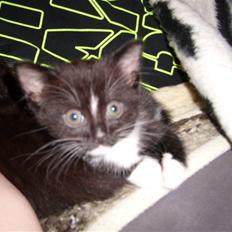 Blanding af racer Alonso