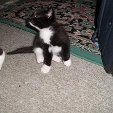 Blanding af racer Alonso