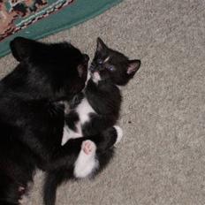 Blanding af racer Alonso