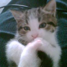 Blanding af racer Mille *SOLGT*