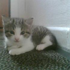 Blanding af racer Mille *SOLGT*