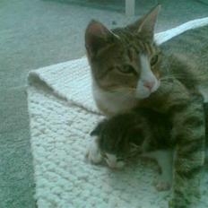 Blanding af racer Mille *SOLGT*