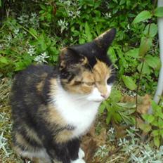 Blanding af racer Pjok <33