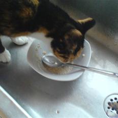 Blanding af racer Pjok <33