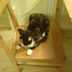 Blanding af racer Pjok <33