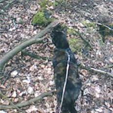 Blanding af racer MUSSE