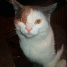 Blanding af racer Tarzan (bortgivet)