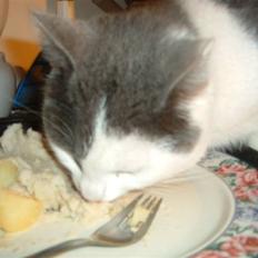 Blanding af racer Tarzan (bortgivet)