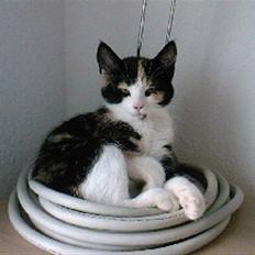 Huskat Tulle (Tullemus)