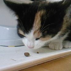 Huskat Tulle (Tullemus)