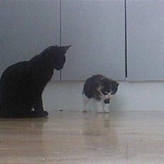 Huskat Tulle (Tullemus)