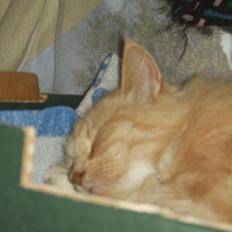 Blanding af racer Katja