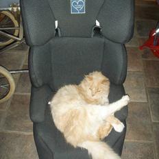 Blanding af racer Katja