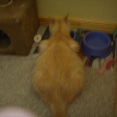 Blanding af racer Katja