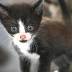 Blanding af racer Tarzan 