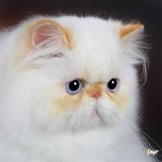 Colorpoint Simply Irresistible