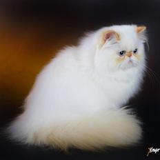 Colorpoint Simply Irresistible