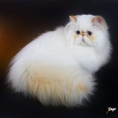 Colorpoint Simply Irresistible