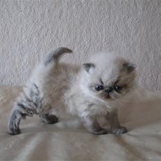 Colorpoint Terminator