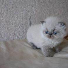 Colorpoint Terminator