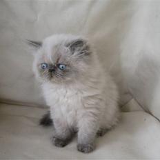 Colorpoint Terminator