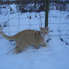 Huskat Sofus (Chris) SOLGT