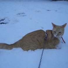 Huskat Sofus (Chris) SOLGT