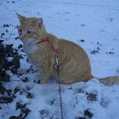 Huskat Sofus (Chris) SOLGT