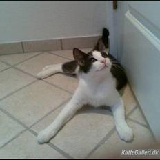 Huskat  Mickey