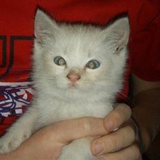 Blanding af racer Mirakolix