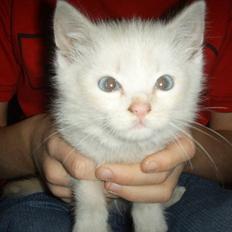 Blanding af racer Mirakolix