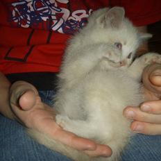 Blanding af racer Mirakolix